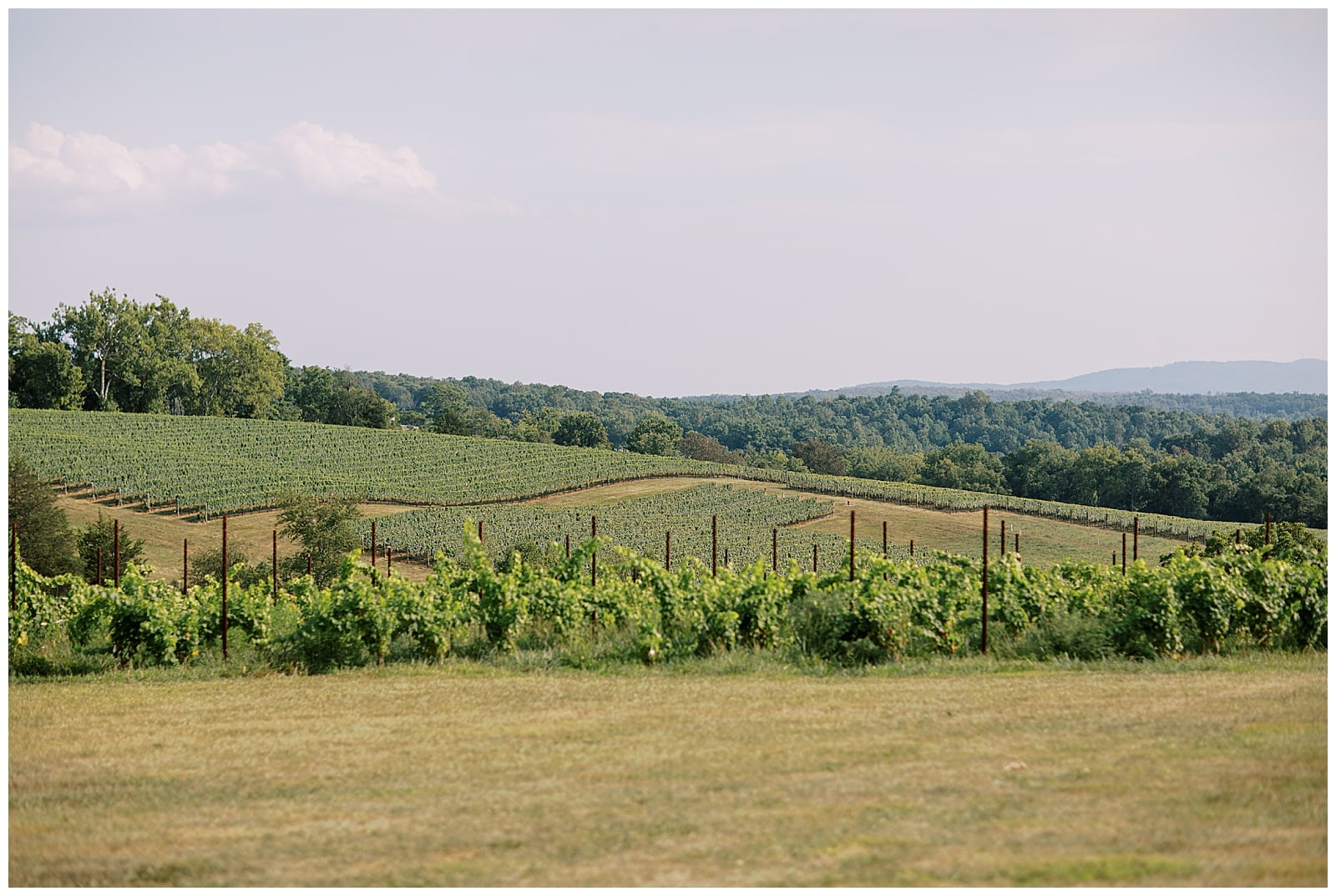 Panoramic views of the vineyard at Stone Tower Winery