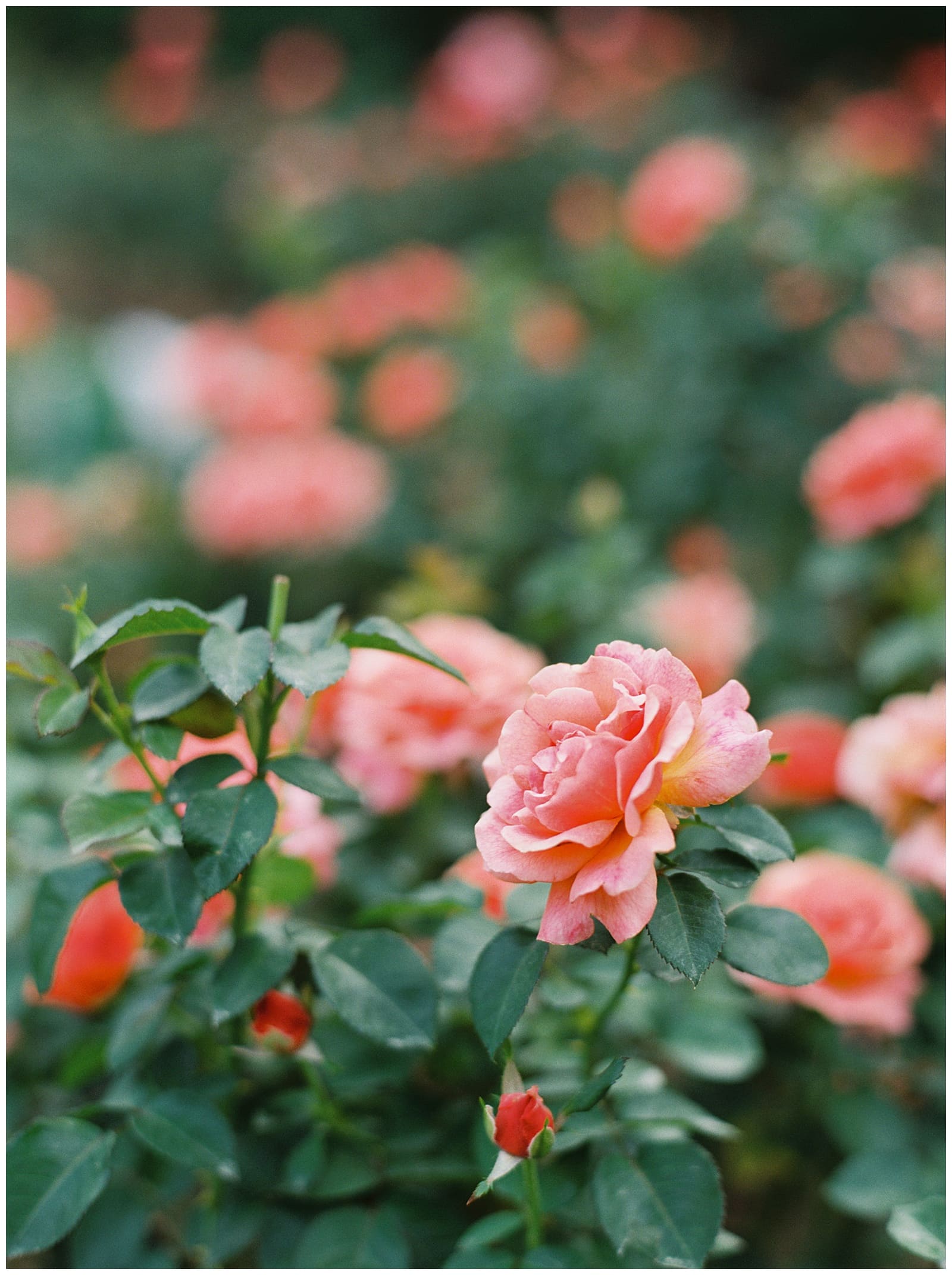 Danielle-Defayette-Photography-Raleigh-Rose-Garden-Engagement-Photos_0003.jpg